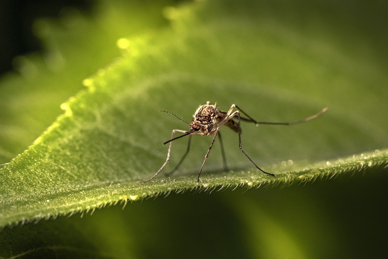 Защо комарите хапят някои хора, а други не?